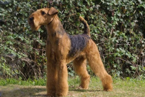 Erdtersrier - dobroduszny anglik Erdtersrier - dobroduszny anglik